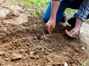 Grässådd och plantering trädgårdsarbete